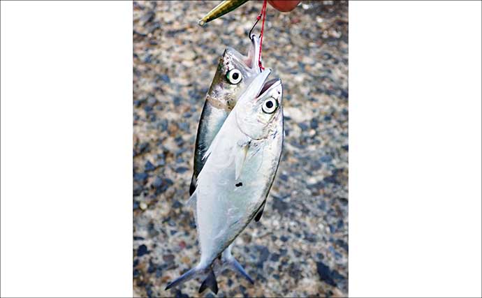 温排水エリアのライトゲームでイケカツオ連発【三重県・四日市港】トップとメタルの使い分けが奏功
