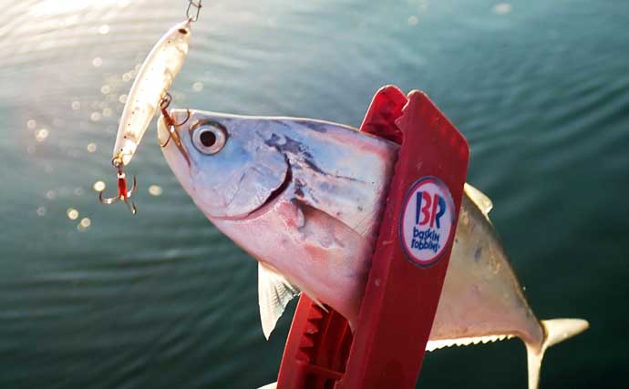 温排水エリアのライトゲームでイケカツオ連発【三重県・四日市港】トップとメタルの使い分けが奏功