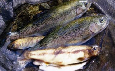 解禁2日目の渓流釣りで26cmニジマスを手中【滋賀・田村川】アマゴやイ…