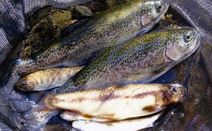 渓流釣り・田村川で26cmニジマス