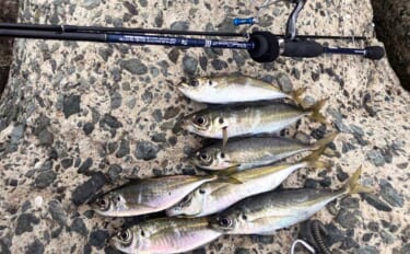 「不発から一転！」志賀島のライトゲームでヒラセイゴ40cm超と良型アジ…