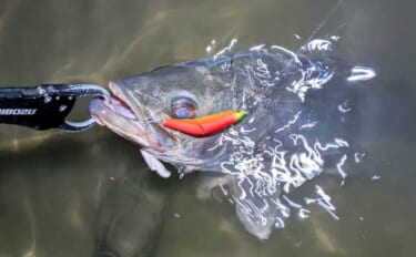 連日60cm超え良型シーバスと対面成功！ 冬は水温が少しでも高い場所を…