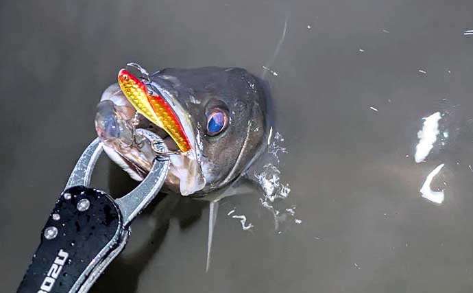 連日60cm超え良型シーバスと対面成功！ 冬は水温が少しでも高い場所を探すべし