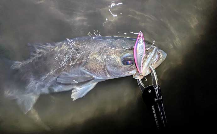 連日60cm超え良型シーバスと対面成功！ 冬は水温が少しでも高い場所を探すべし