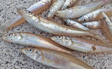 孫と一緒にチョイ投げ釣りで笑顔満開【静岡・南伊豆田牛港】冬でも短時間で…