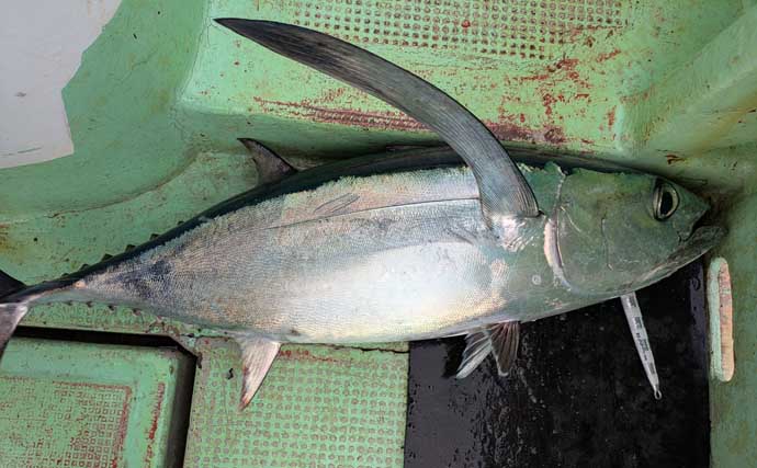 【これから始めるトンジギ入門】タックル選びから誘い・取り込みまで基礎を徹底ガイド