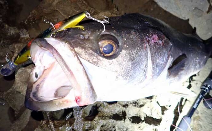 越前海岸の磯シーバスゲームでランカーサイズをキャッチ【福井】日没間際の粘りが奏功