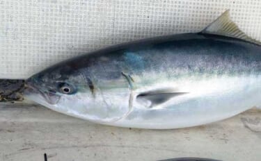 出雲沖ブリジギングで96cm12.6kg寒ブリ含む6本キャッチ【島根】…