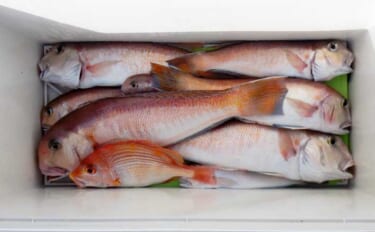 船釣り教室参加で幻の高級魚『シロアマダイ』連発！【静岡】40cm級含む…