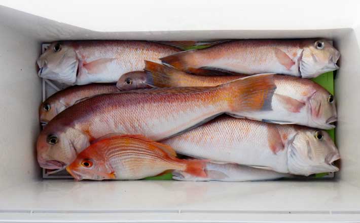 船釣り教室参加で幻の高級魚『シロアマダイ』連発！【静岡】40cm級含む 