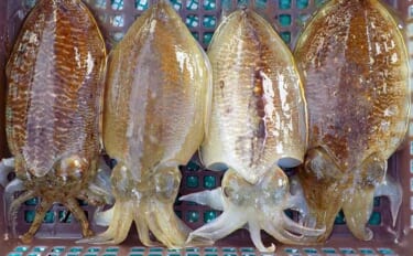 【沖釣り釣果速報】肉厚コウイカが各船で好調！竿頭11匹で入れ乗りタイム…