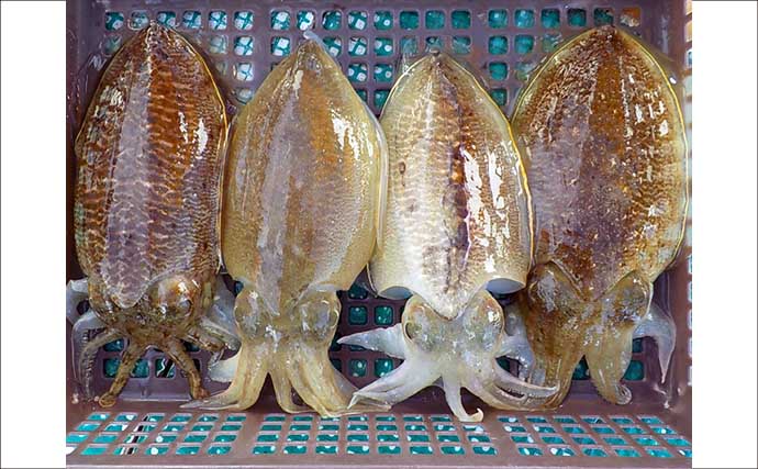 【沖釣り釣果速報】肉厚コウイカが各船で好調！竿頭11匹で入れ乗りタイムも（愛知）