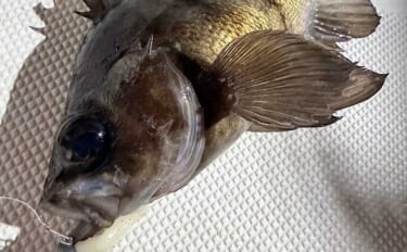 【沖のルアー釣果速報】ナイトロックゲームで良型メバル手中！年明け好スタ…