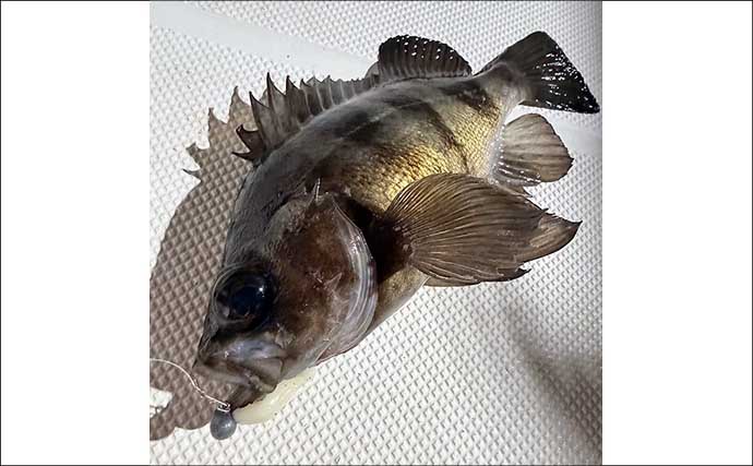 【沖のルアー釣果速報】ナイトロックゲームで良型メバル手中！年明け好スタート（愛知）