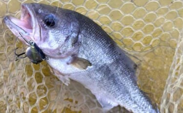 「冬でもバスが釣れる！」管理釣り場のバス釣りで良型連発【石川・ドリーム…