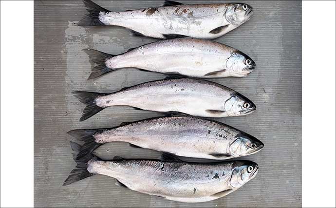 琵琶湖レイクトローリングでビワマス10匹好捕！【滋賀】50cm迫る良型連発