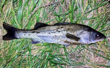 リバーシーバスは「流れ」がキモ！ 表層でもボトムでもシーバスを連続キャ…