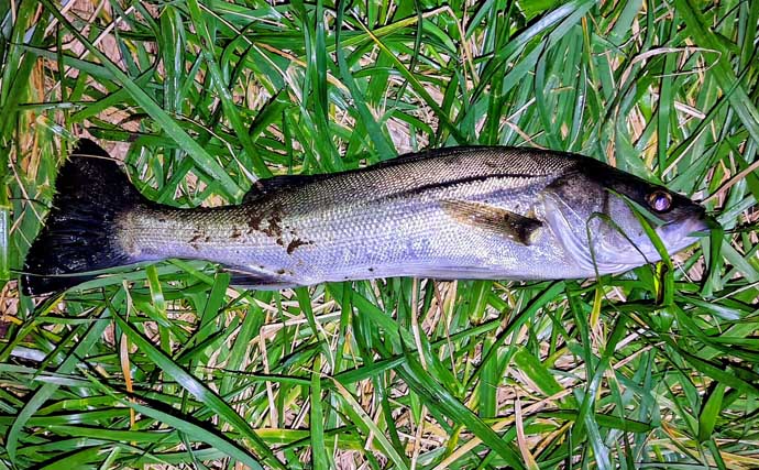 リバーシーバスは「流れ」がキモ！ 表層でもボトムでもシーバスを連続キャッチ【養老川】