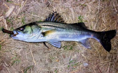 強風下のルアーシーバス釣行で50cm級本命3匹キャッチ成功！【千葉・養…