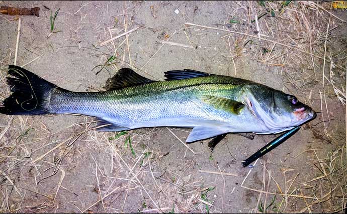 強風下のルアーシーバス釣行で50cm級本命3匹キャッチ成功！【千葉・養老川】