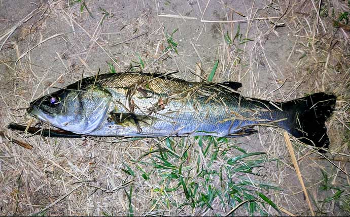強風下のルアーシーバス釣行で50cm級本命3匹キャッチ成功！【千葉・養老川】