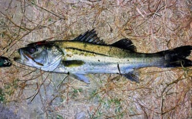 「ルアーは巻かないが正解！」水温と気温が急上昇した河川でシーバス3連発…