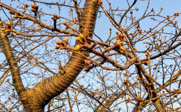 「ルアーは巻かないが正解！」水温と気温が急上昇した河川でシーバス3連発【養老川】