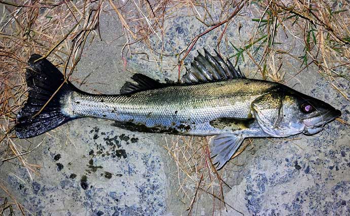 「ルアーは巻かないが正解！」水温と気温が急上昇した河川でシーバス3連発【養老川】