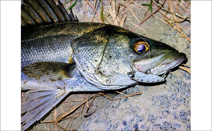 「ルアーは巻かないが正解！」水温と気温が急上昇した河川でシーバス3連発【養老川】