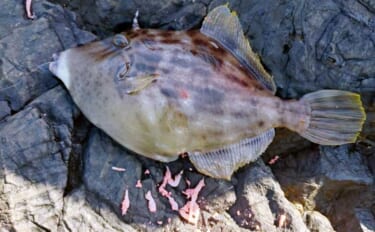 磯釣り初体験の友人をアテンド　フカセ釣りで30cm超えカワハギをキャッ…