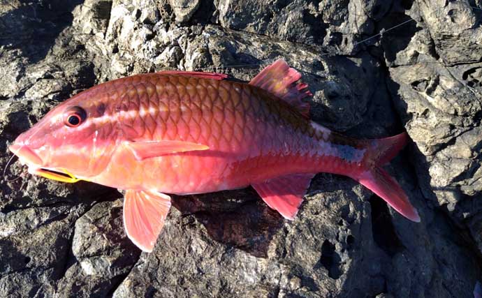 磯釣り初体験の友人をアテンド　フカセ釣りで30cm超えカワハギをキャッチ