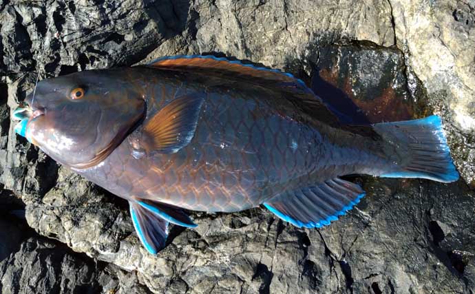 磯釣り初体験の友人をアテンド　フカセ釣りで30cm超えカワハギをキャッチ