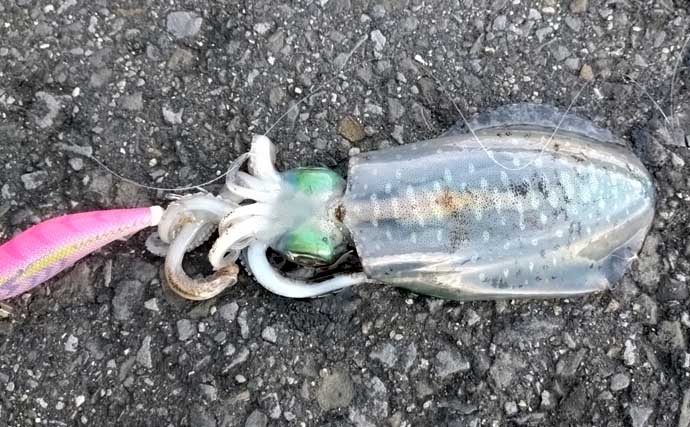 磯釣り初体験の友人をアテンド　フカセ釣りで30cm超えカワハギをキャッチ