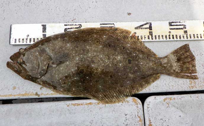 【沖釣り釣果速報】底物五目でアマダイ・オニカサゴ好調！各地でヒラメ＆コウイカも上向き（愛知・静岡）