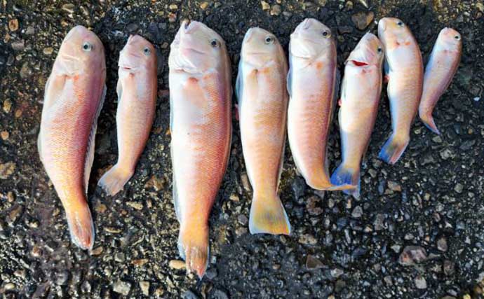 【沖釣り釣果速報】船カワハギ釣りで33.5cm特大サイズ浮上！サオ頭21匹の好釣果（三重）