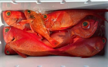 中深海ジギングで本命のキンメダイ6匹キャッチ！【静岡・下田沖】船中全員…