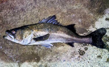 「真冬の低水温期こそボトムを狙うべし！」 リバーシーバスゲームで50c…