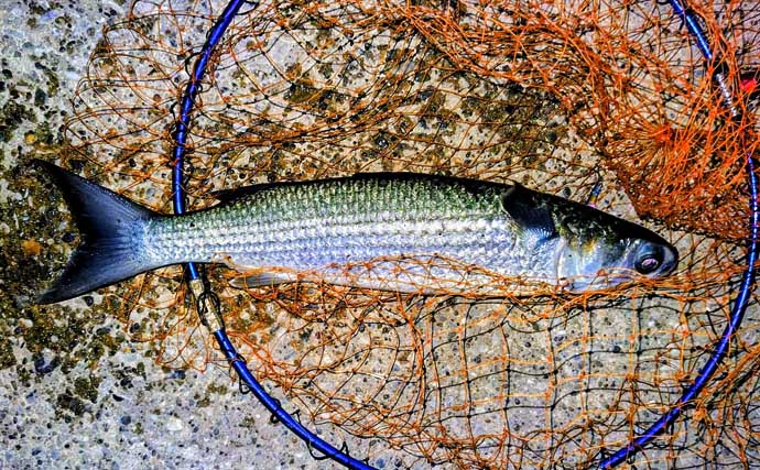 「真冬の低水温期こそボトムを狙うべし！」 リバーシーバスゲームで50cm級をキャッチ