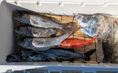 中深海ジギングで良型ムツを連打！【和歌山】低水温のうちはタフな状況が継…