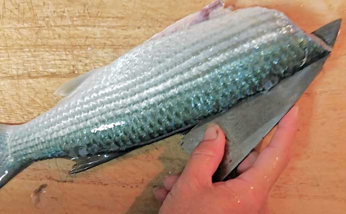 釣魚で作る「フレンチ」レシピ：ボラのソテー・バルサミコ酢　冬の個体は美味！