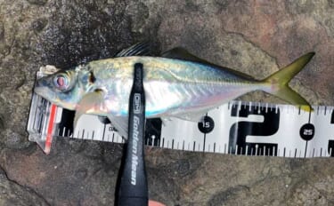 地磯でのメバリングで五目達成！【山口】フロートリグで遠投＆シャローを狙…