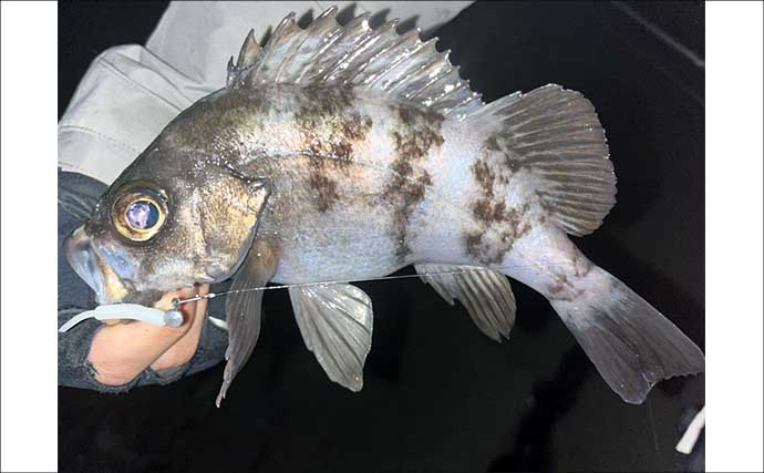 地磯でのメバリングで五目達成！【山口】フロートリグで遠投＆シャローを狙う