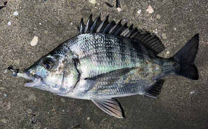 地磯でのメバリングで五目達成！【山口】フロートリグで遠投＆シャローを狙う