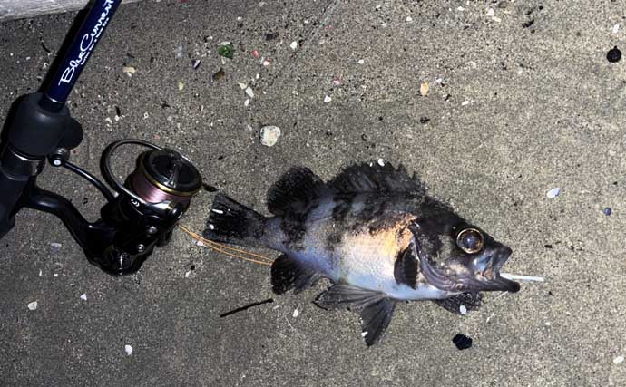 地磯でのメバリングで五目達成！【山口】フロートリグで遠投＆シャローを狙う