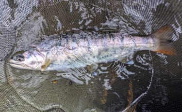 【自然と向き合う渓流釣り入門】日本の伝統エサ釣りを基礎から解説