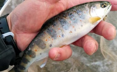 渓流釣りおすすめ河川紹介：吉田川【岐阜】型・数ともに期待できる郡上の実…