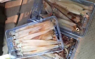 【沖のルアー釣果速報】ヤリイカ半夜便で船中トップ30匹も！三重沖イカメ…