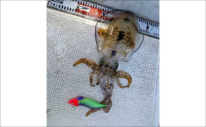 「風が吹けばチャンス到来！」レンタルボートのティップランでアオリイカ好反応【三重】