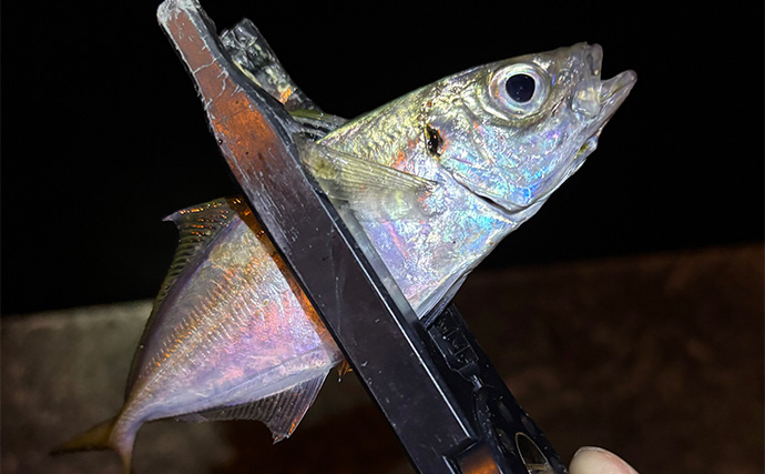 アジングは「ロッドで探知してリールで釣る」 タックルの役割を考えてみた