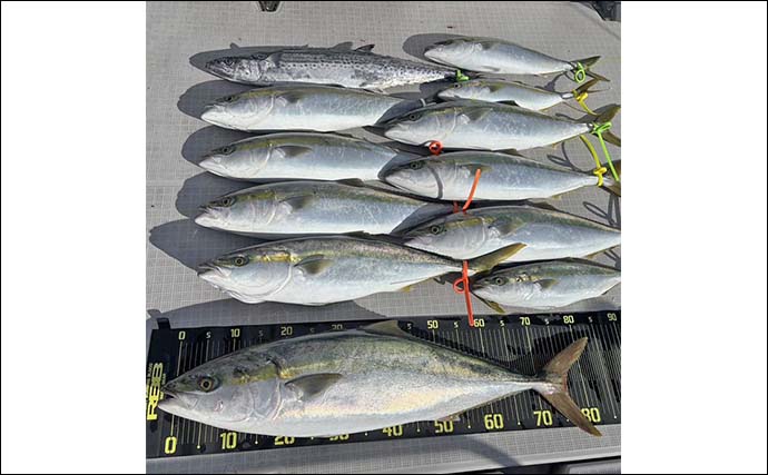 遠州灘のブリトップゲームでワラサ＆ハマチ好反応【静岡】捕食＆バイト丸見えの9バイト7キャッチ